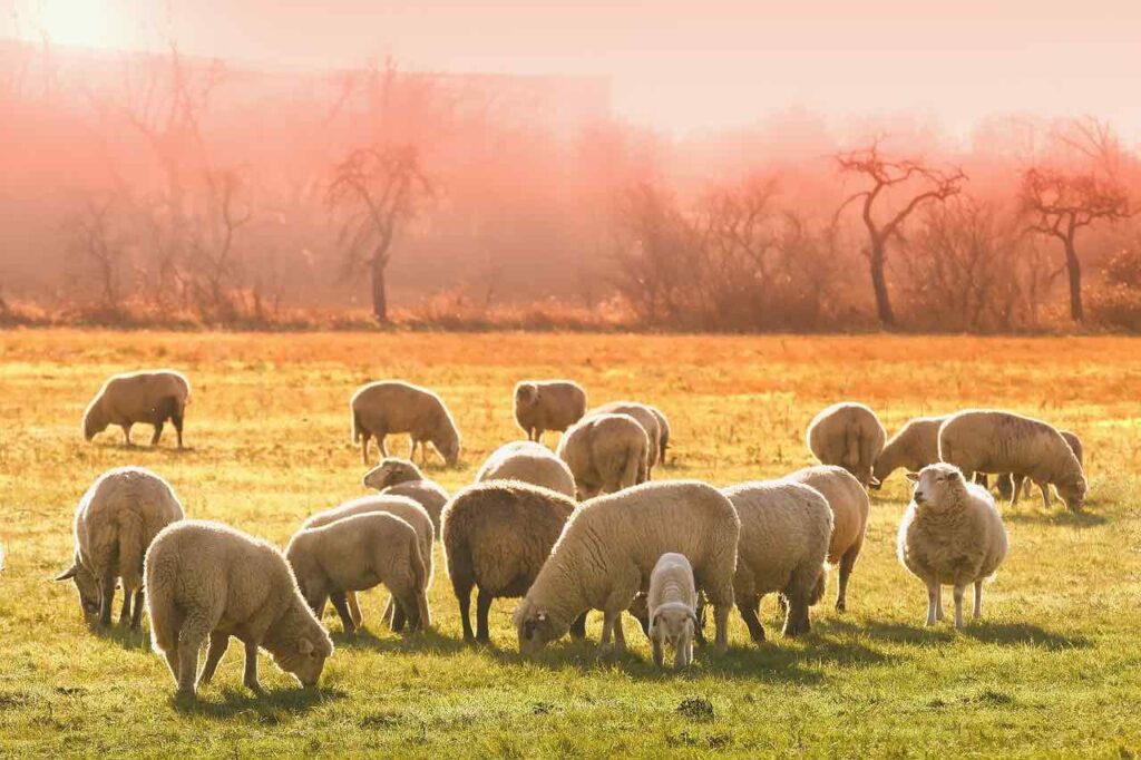 Shepherds flock